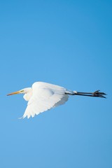 White Egret Egretta alba in flight on clear sky	