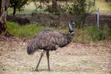 Emeu roaming in the Grampians national park in Australia