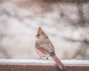 Red bird in snow