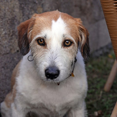 hundeblick