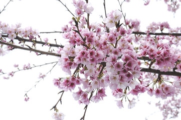 大寒桜の花