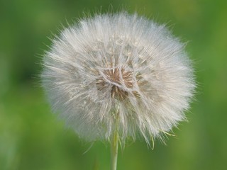 Tragopogon dubius large seedhead. Is known as western salsify, western goat's-beard or wild oysterplant.