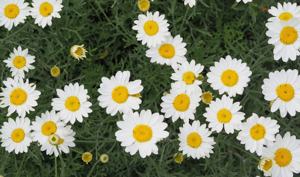 Fototapeta Dalmatian chrysanthemum (Chrysanthemum cinerariifolium) flowers 