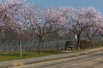 Obraz premium Mandelbaumblüte (Prunus dulcis)