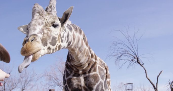 Giraffe extends long black tongue for treat and drops it - slow motion