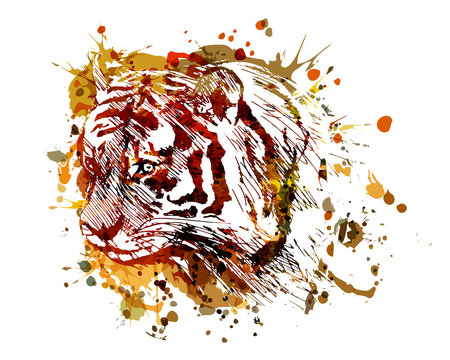 Vector color illustration tiger head