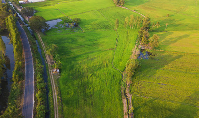 Aerial view of green rice fields from north east Thailand,agriculture concept.