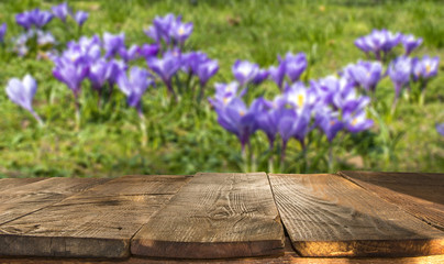 wooden table with  blooming, spring crocuses