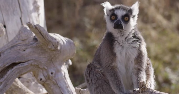 Lemur monkey turns and looks directly into camera - slow motion