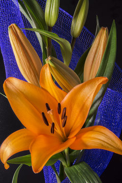 Beautiful orange lily flower on black background
