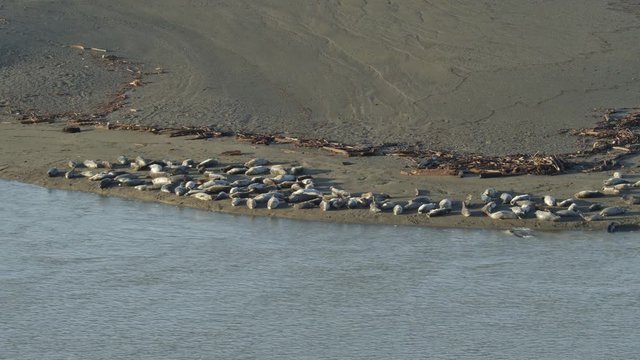 Harbor Seals loafing on the beach next to the Russian River, Jenner, California.