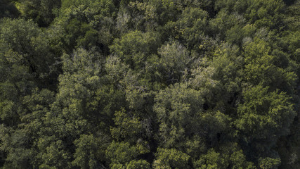 Aerial view of a dense forest. There are many trees, bushes and green grass on this beautiful spring day.