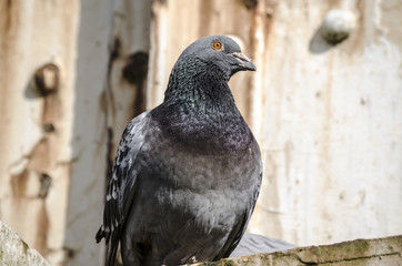 Pigeon on a rusty metal beam
