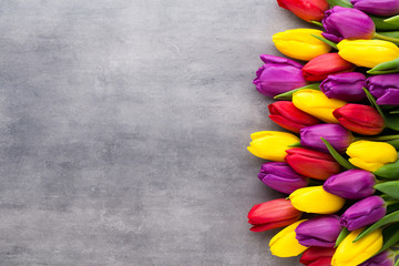 Multicolored spring flowers, tulip on a gray background.