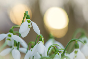 Spring snowdrop flowers blooming in sunny day