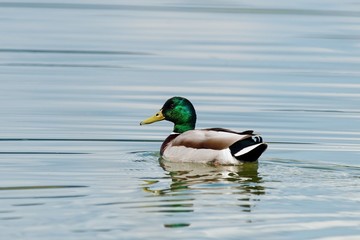 Mallard duck Anas platyrhynchos drake on the lake