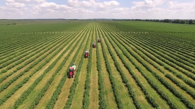 Tractors spraying currant bushes