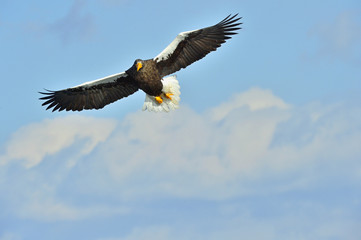 Steller's sea eagle in flight. Adult Steller's sea eagle (Haliaeetus pelagicus).