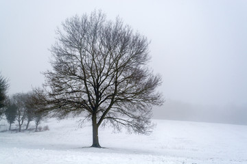 Fototapeta na wymiar Big beautiful tree against foggy background after snow shower - winter scenery 2