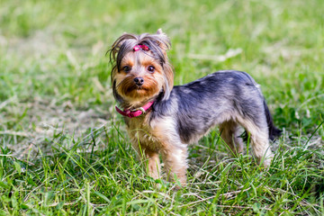 Сlose up portrait of pretty sweetl little dog Yorkshire terrier