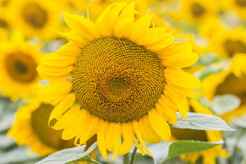 Beautiful sunflower field
