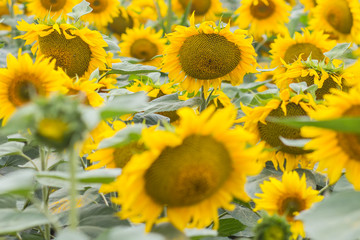 Fototapeta na wymiar Beautiful sunflower field