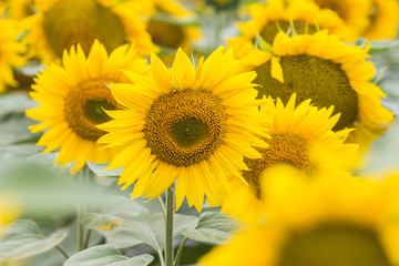Obraz premium Beautiful sunflower field
