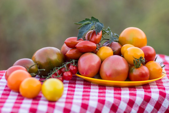 Delicious red tomatoes