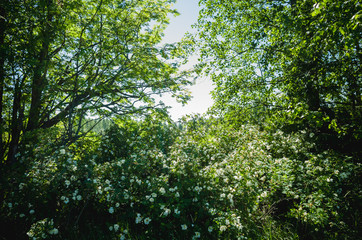 Fototapeta premium Clear sky behind a flourishing foreground