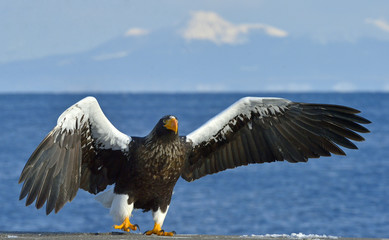 Steller's sea eagle spread his wings. Adult Steller's sea eagle (Haliaeetus pelagicus).