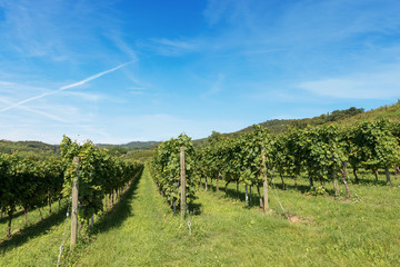 Fototapeta na wymiar Italian Vineyards - Valpolicella Wine - Verona