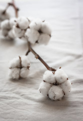 Delicate white cotton flowers on white background