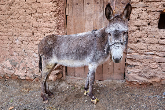 One donkey stands near the door of a clay building.