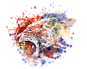 Plakaty  Kolorowa ilustracja wektorowa głowy lwicy