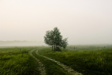 Fototapeta na wymiar dense fog on the field