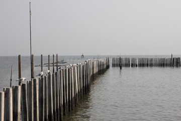 pier with seagul