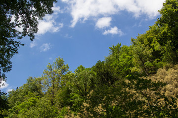 Green tree top over blue sky and clouds background in summer