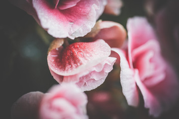 rosa Blüten mit Tropfen - obrazy, fototapety, plakaty