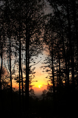 dark sunset in the coniferous forest