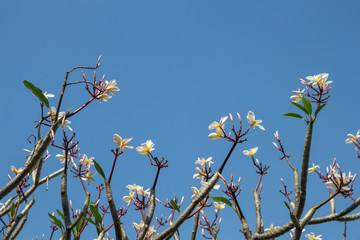 Red Plumeria flowers beautiful on tree,frangipani