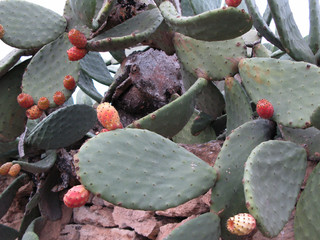 Kakteen mit Knospen