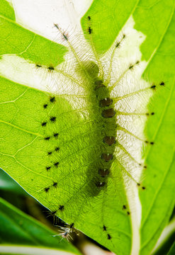 Caterpillar of the Common Gaudy Baron butterfly ( Euthalia lubentina )
