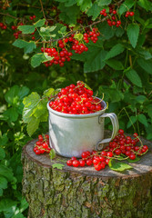 Red currant in a metal mug on the street