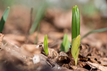 Sprouting young spring plant in the woods