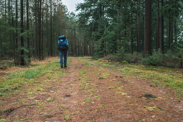 Male hiker with backpack on path in pine forest. Rear view.