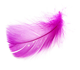 Beautiful pink feather on a white background