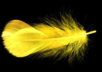 Yellow feather on a black background