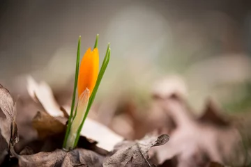 Photo sur Plexiglas Crocus Crocus en germination dans le jardin de printemps