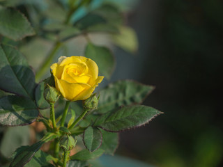 Miniature yellow rose flower in the garden.