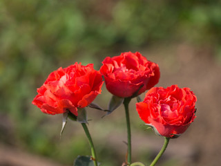 Obraz premium Miniature red roses flower blooming in the garden.